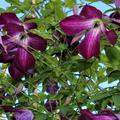 Clematis viticella mit violetten Bl�ten