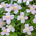 Clematis Waldrebe var. rubens, Clematis montana