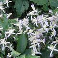 Clematis jouiniana 'Praecox'