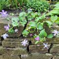 Clematis integrifolia 'Arabella,Clematis, Waldrebe 'Arabella' Bl�ten