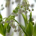 Weisse Bl�ten