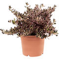 Coprosma repens 'Pacific Sunrise', Busch, im 21cm Topf, H�he 50cm, Breite 35cm