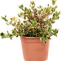 Coprosma repens 'Pink Splendor', Busch, im 21cm Topf, H�he 35cm, Breite 30cm