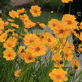 Coreopsis grandiflora 'Schnittgold'