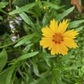 Coreopsis lanceolata 'Sterntaler', Zwerg-M�dchenauge 'Sterntaler', Staude, gelb