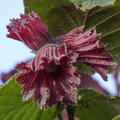 Corylus, Haselnuss, Rotbl�ttrige, Rote Zellernuss