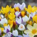 Krokus Mischung Balkan-kleinbl�tige 