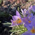 Elfenkrokus, tierischer Besuch in der Krokusbl�te, Crocus tommasinianus