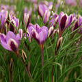 Botanischer Krokus 'Spring Beauty' (korr)