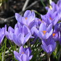 Krokus 'Zwanenburg'