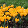 Grossblumiger Krokus 'Yellow Mammouth' (korr)