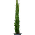 Cupressus sempervirens 'Totem', Piramide, im 30cm Topf, H�he 160cm, Breite 40cm