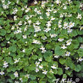 Cymbalaria pallida 'Albiflora'