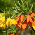 Fritillaria imperialis, Kaiserkrone