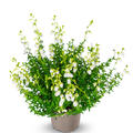 Irische Glockenheide 'Alberta White'