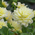 Dahlie 'Berliner Lemon' (2er Set)