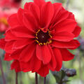 Dahlie 'Bishop of Llandaff' (2er Set), modif