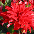 Dahlie 'Red Labyrinth' (2er Set)
