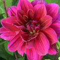 Dahlie 'Thomas A. Edison' (2er Set)