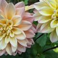 Dahlie 'Mondriaan' (2er Set), Dahlia 'Mondriaan'