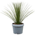 Dasylirion longissimum, Stamm, im 38cm Topf, H�he 100cm, Breite 100cm