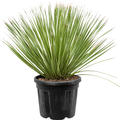 Dasylirion serratifolium, Stamm, im 40cm Topf, H�he 100cm, Breite 100cm