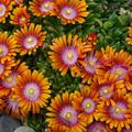 Delosperma x cult. 'Fire Spinner' -S-