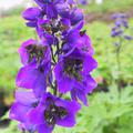 Bl�te Rittersporn 'Black Knight'