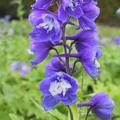 Delphinium Pacific-Hybr. 'Blue Bird'