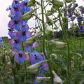 Delphinium x elatum 'Ouvert�re'