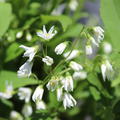 Deutzia gracilis