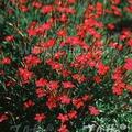 Dianthus deltoides Billant, Staude, P�ppel