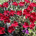 Dianthus gratianopolitanus 'Rubin'