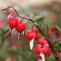 Dicentra spectabilis Valentine