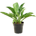 Dieffenbachia 'Crocodile', Busch, im 21cm Topf, H�he 50cm, Breite 40cm