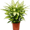 Dieffenbachia 'Vesuvius', Busch, im 27cm Topf, H�he 70cm, Breite 50cm