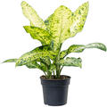 Dieffenbachia seguine 'Banana', Busch, im 34cm Topf, H�he 110cm, Breite 120cm