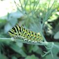 Dill Samen, Anethum graveolens
