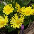 Doronicum or. 'Leonardo Compact' TM, Doronicum or. 'Leonardo Compact' TM