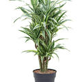 Dracaena fragrans 'Lemon Suprise', Verzweigt-Multi, im 27cm Topf, H�he 100cm, Breite 45cm