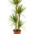 Dracaena marginata 'Sunray', 90-60-30-15, im 27cm Topf, H�he 150cm, Breite 40cm
