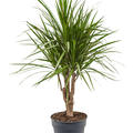 Dracaena marginata, Verzweigt, im 24cm Topf, H�he 100cm, Breite 40cm