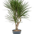 Dracaena marginata spider, Verzweigt, im 27cm Topf, H�he 120cm, Breite 55cm