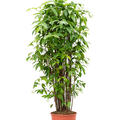 Dracaena surculosa (140-190), Tuff (140-190), im 30cm Topf, H�he 170cm, Breite 60cm