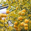 Herbstf�rbung