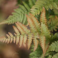 Dryopteris erythrosora, Rotschleiderfarn