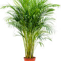 Dypsis (Areca) lutescens, Tuff, im 21cm Topf, H�he 125cm, Breite 60cm