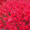 Korkenfl�gel-Spindelstrauch 'Little Moses' (Euonymus alatus)