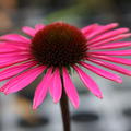 Echinacea purpurea 'Pica Bella' (R)