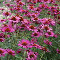 Echinacea purpurea 'Rubinstern'
